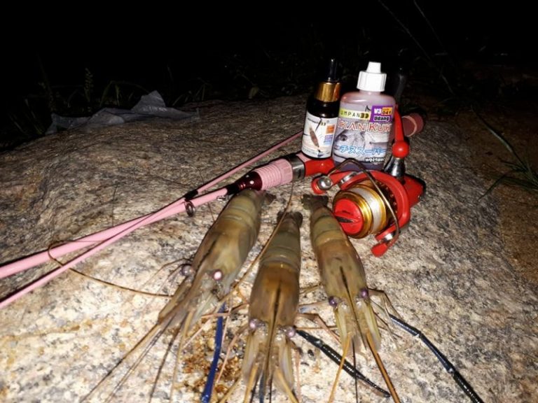 Umpan Udang Galah Masa Kini *