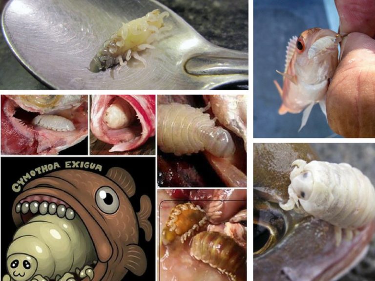 Korang Tanya Umpan Jawab – (S5S5) – Apa itu Cymothoa exigua?