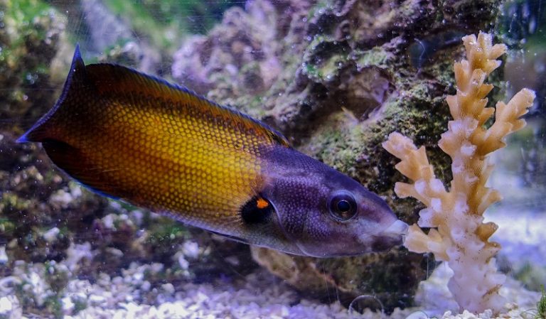 Bagaimana Ikan Mencari Makanan? *