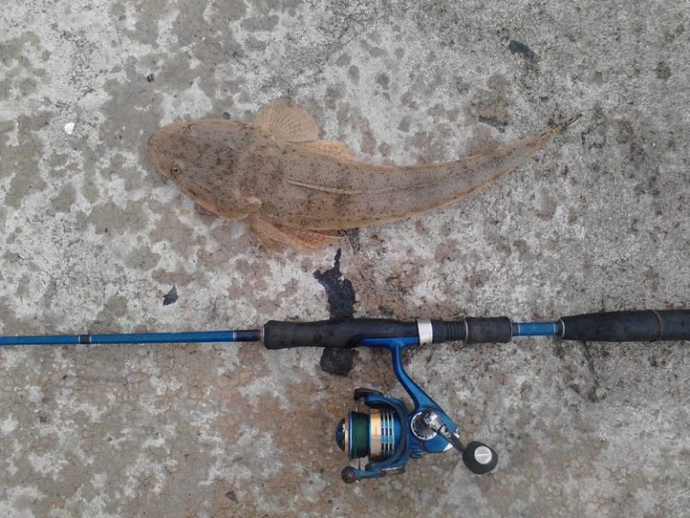 Taktik & Teknik Memancing Flathead!!