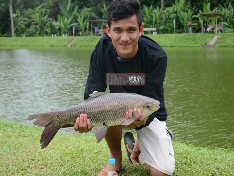 Umpan Rohu Minyak Belangkas