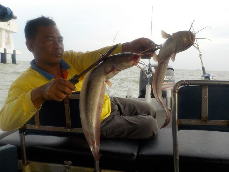 Apa beza ikan sembilang dan gemang?*