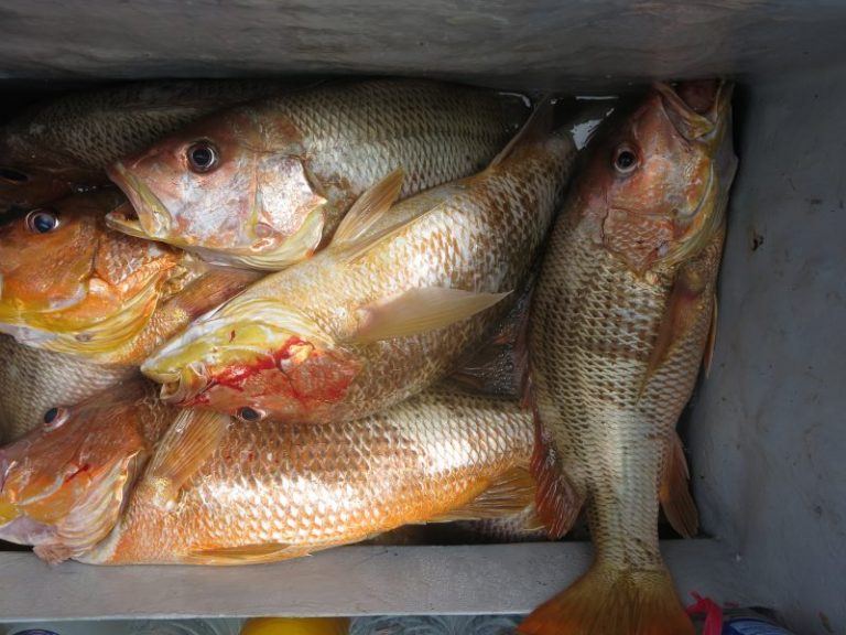 Teknik Memancing Ikan Jenahak