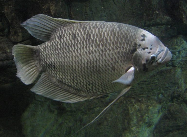 Kenali Ikan Kaloi!!