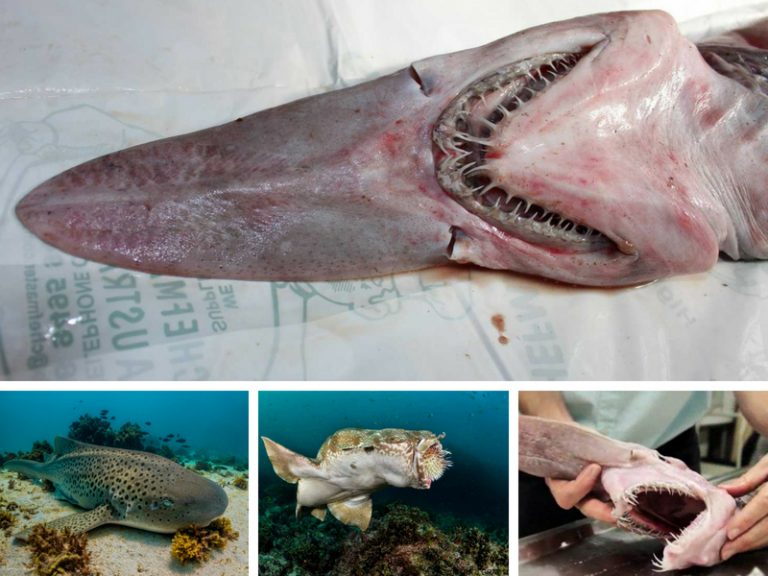 10 Spesies Ikan Yu Yang Menakjubkan!!