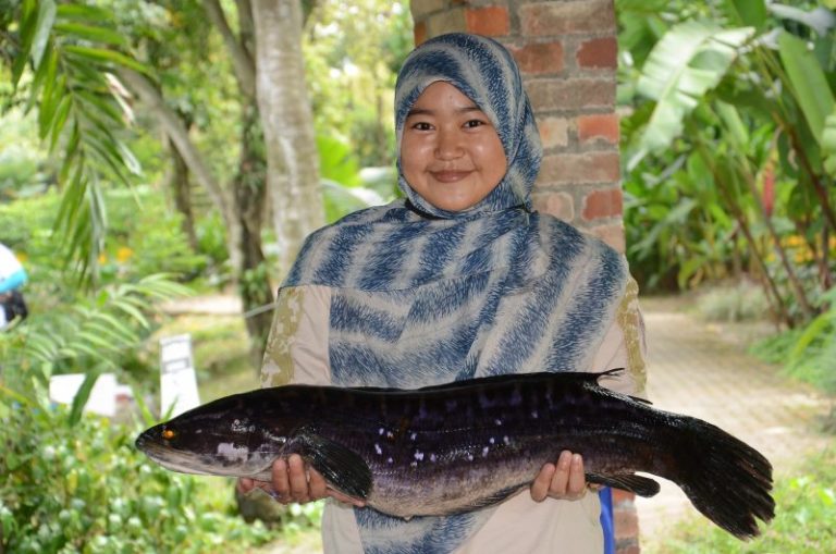 Info Spesies – Kenali Toman the Giant Snakehead