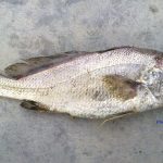 sharnose hammer croaker