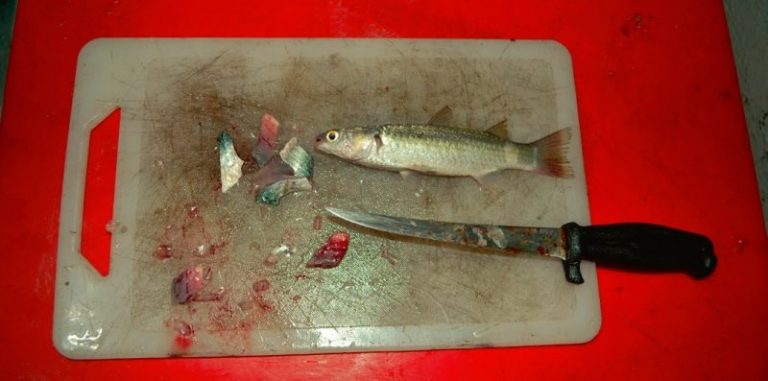 20 Jenis Umpan & Ikan Sasaran