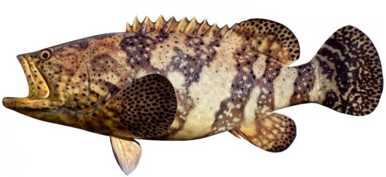 Info Spesies : Kenali Kerapu Atlantik Goliath!!