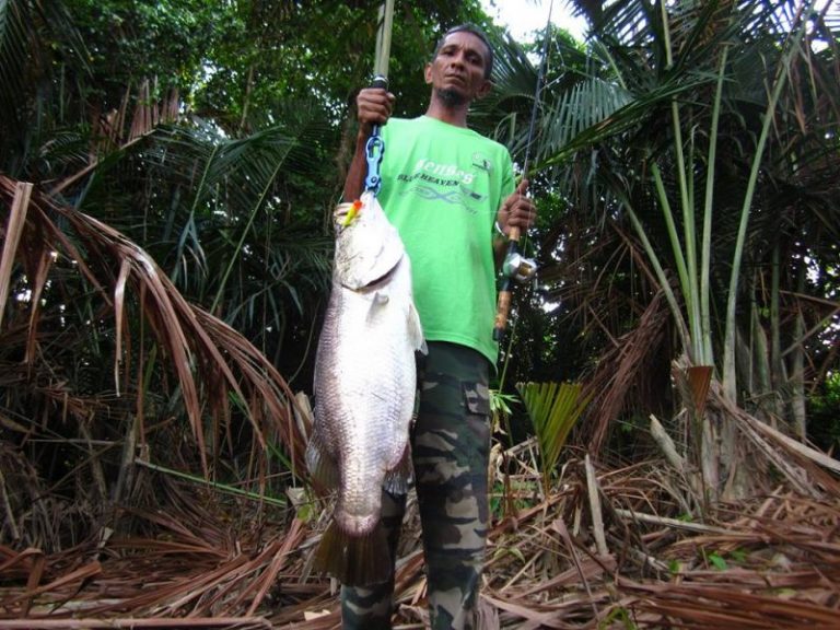 Panduan Mengilat Ikan Siakap!!