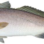 Black-jewfish-Protonibea-diacanthus