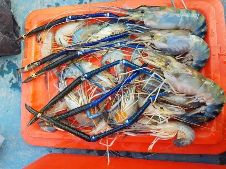 Korang Tanya UMPAN Jawab – (S2S7) – Macam mana nak pancing udang galah? ®