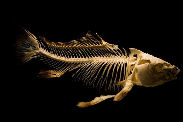 Trivia Mencakop Tentang Ikan!!