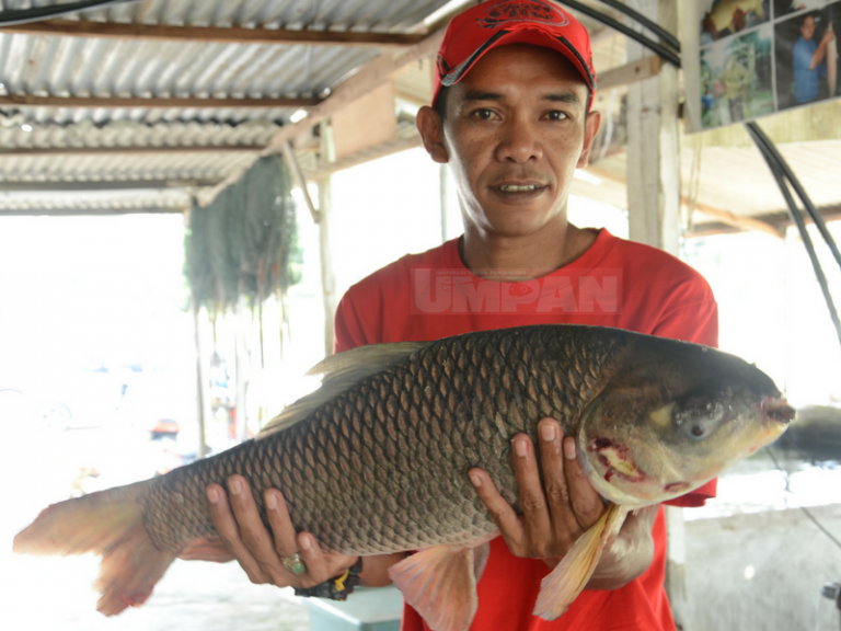 Umpan Rohu Pes Kacang Soya