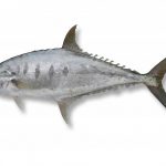 UMP_20171005_1_2_pedia 1