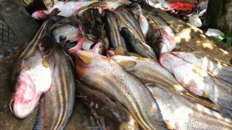 Wacana Umpan – Perlu ke tapau semua hasil tangkapan??