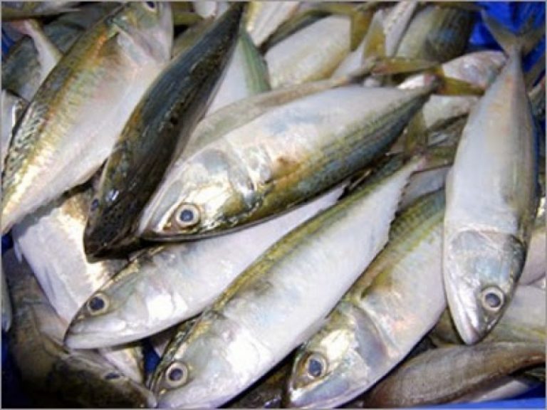 Harga Ikan Kembung RM 20 Sekilo!