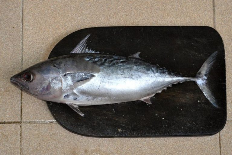 Info Spesies – Kenali Ikan Tongkol ®