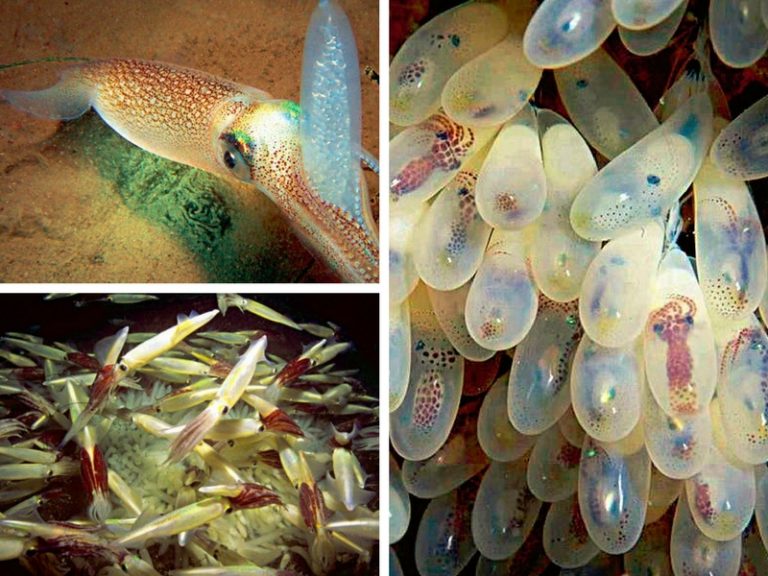 KORANG TANYA UMPAN JAWAB (S23S29) – Apa itu kandang sotong?@