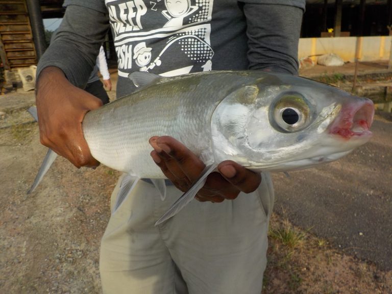 Info Spesies : Kenali Ikan Susu!!