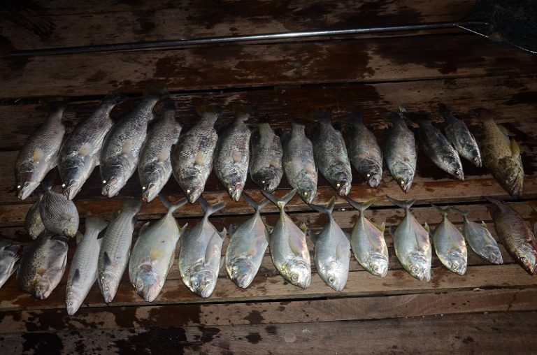 Punggah Ikan Liar Luar Sangkar!!