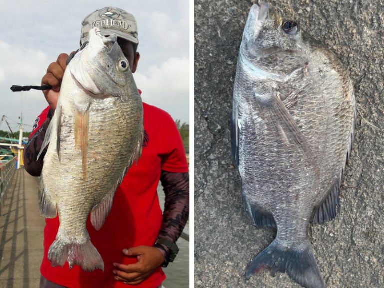 Info Spesies – Kenali Ikan Kuku (bream)!!