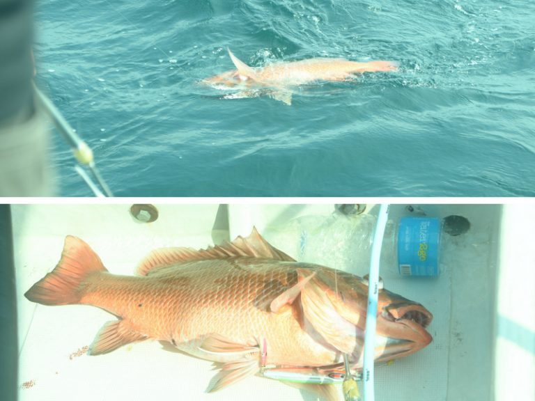 Mangrove Jack Laluan Kapal ®