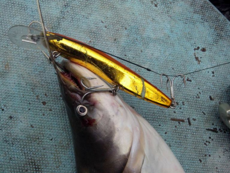 Taktik & Teknik Pancingan Ikan Tapah
