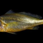 Chrysochir aureus