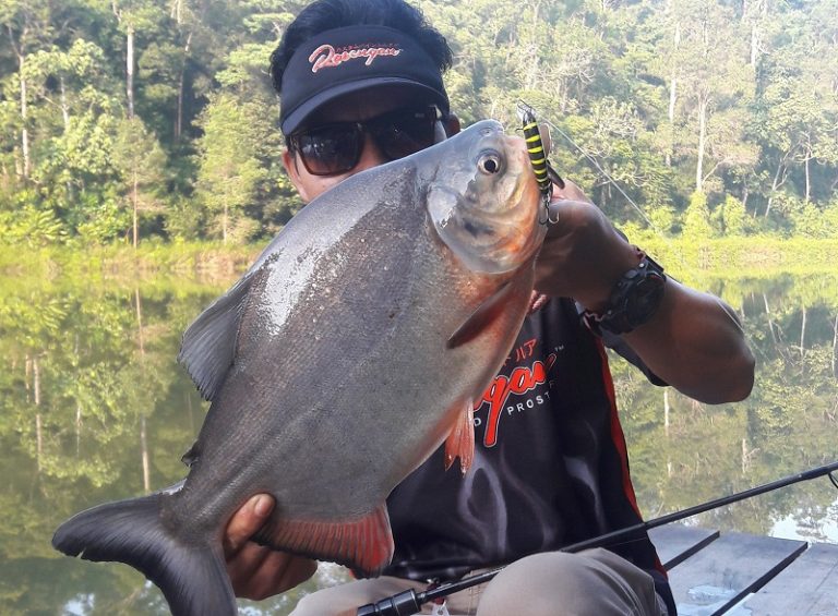 Meligan Pacu Steroid