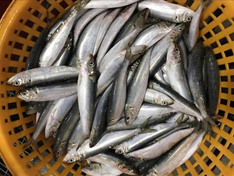 Korang Tanya Umpan Jawab -(S7S8)- Penyediaan umpan memancing di laut??