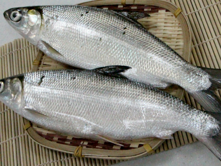 Ikan susu 101 – Kenali spesies kuasa torpedo