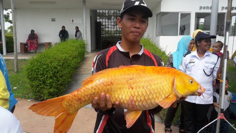 Likuh Emas Muncul Juara Di Tasik Ujana