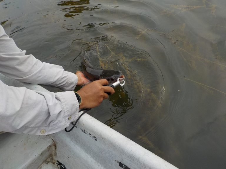 Panduan Mengendalikan Ikan Tangkapan *