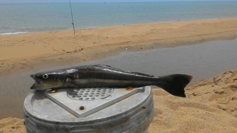 Taktik & Teknik Memancing Aruan Tasik!!