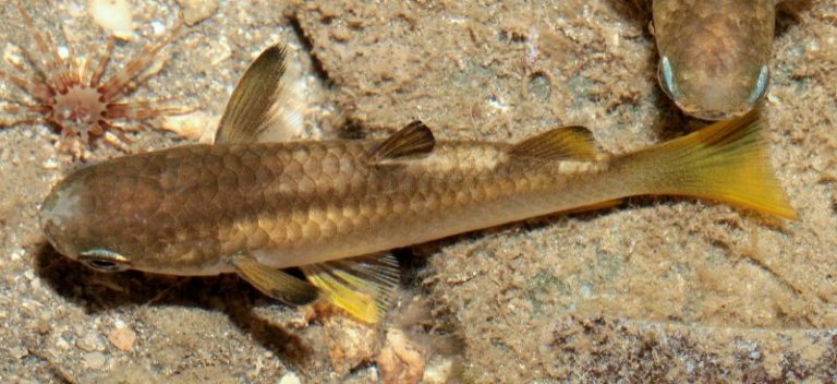 Info Spesies : Kenali Ikan Belanak Ekor Kuning