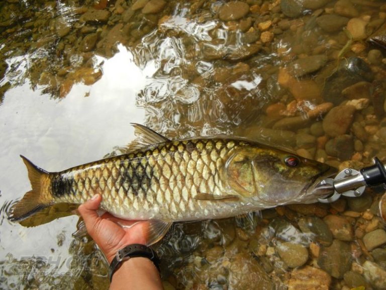 Korang Tanya Umpan  Jawab -S8S27- Kenapa ikan cepat mati?