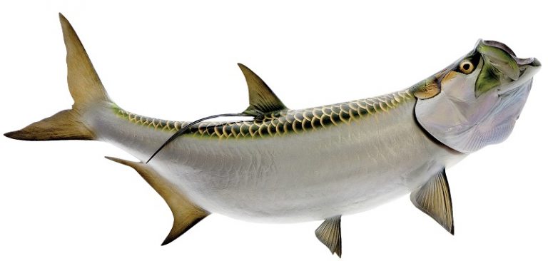 Info Spesies – Kenali Spesies Ikan Bulan#