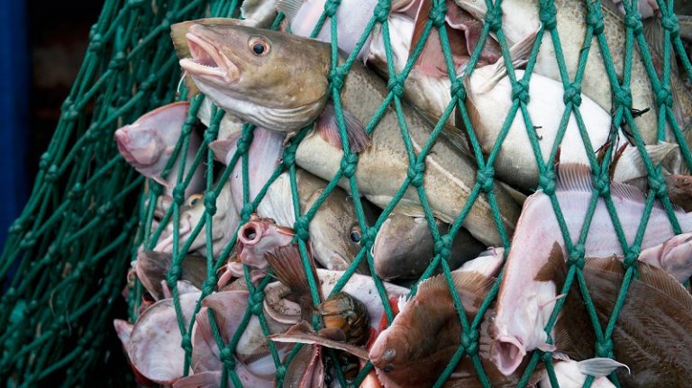 9 FAKTA MEMBIMBANGKAN TENTANG OVERFISHING!!