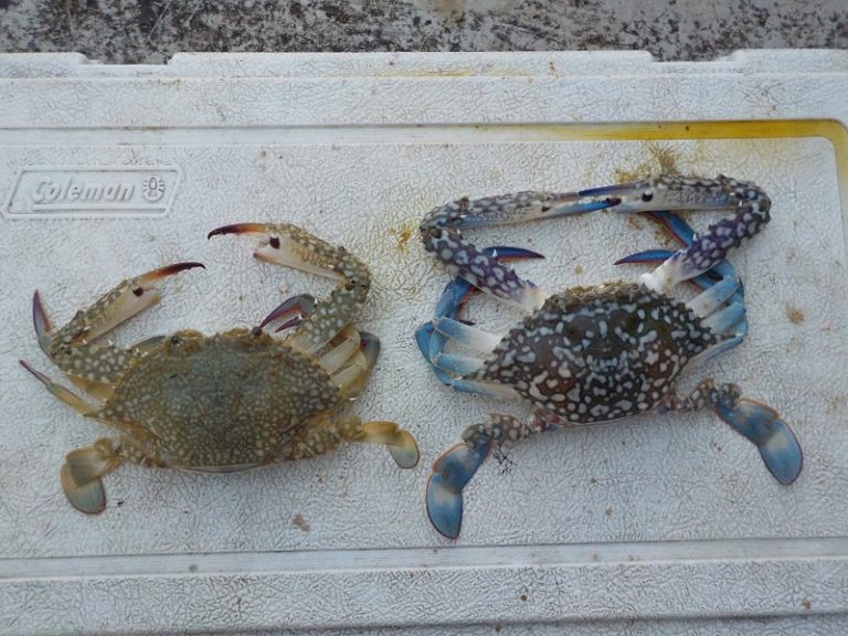 Info Spesies – Kenali Ketam Bunga @