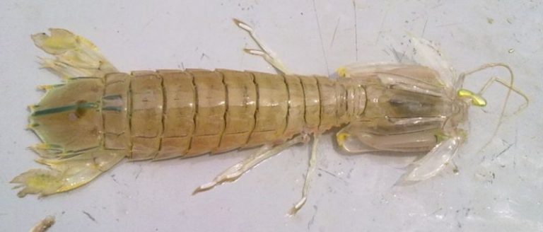 Info Spesies – Kenali Udang Lipan @ Ketak