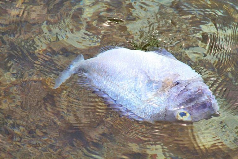 Korang Tanya UMPAN Jawab (S2S21) – Ikan boleh lemas??