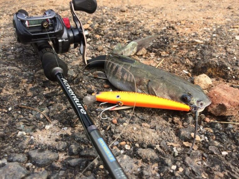 Kisah Memancing : Pengalaman Pancing Belukang!!