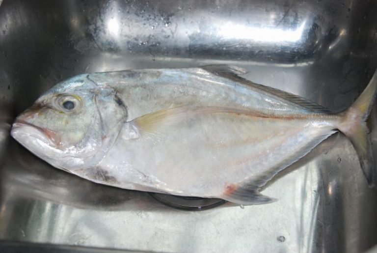 Info Spesies: Kenali Malabar trevally!!