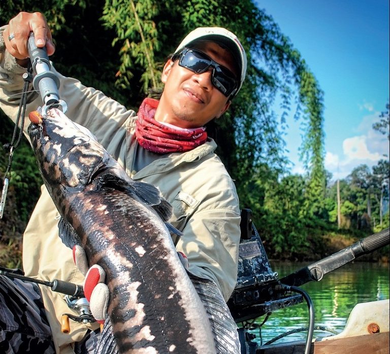 Info Spesies – Kenali Ikan Toman