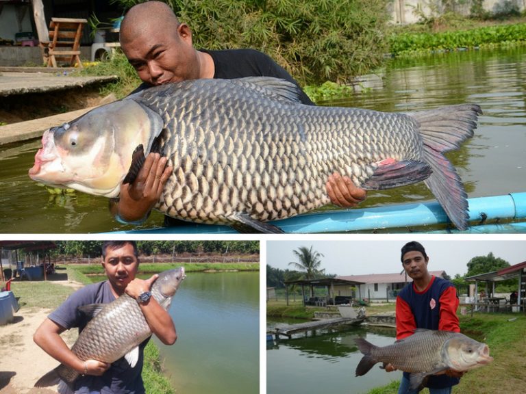 Info Spesies : Keluarga Ikan Kap Popular Di Malaysia!!