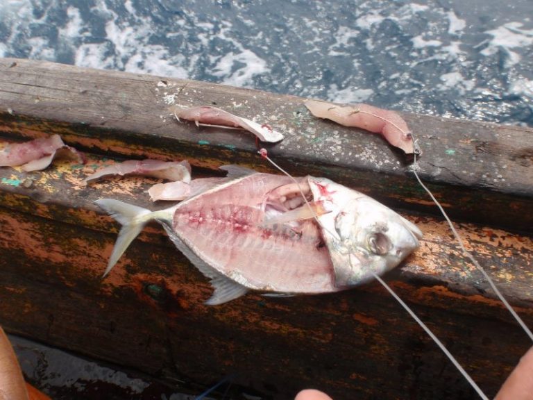 2 Teknik Memancing Ikan Cermin!!