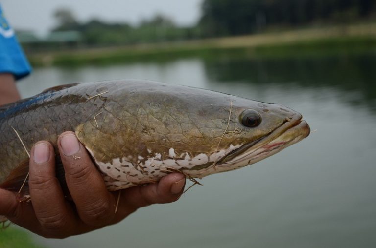 Info Spesies – Spesies Channa striata (haruan)