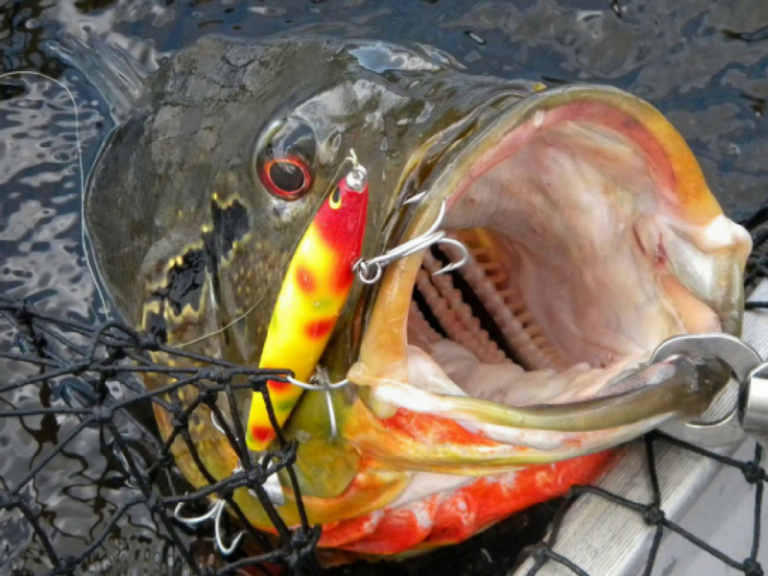 Ikan Raja 101 – Spesies Peacock Bass