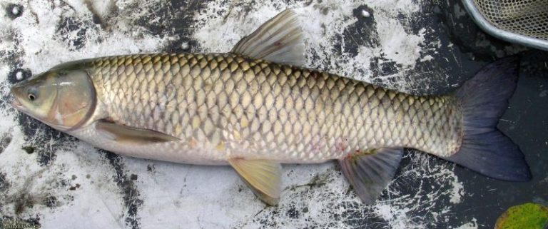 Info Spesies : Kenali Ikan Kap Rumput!!